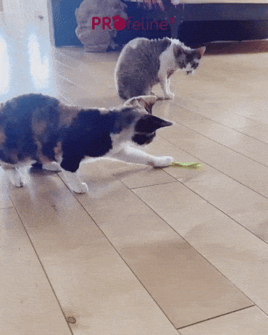 Kitty Boinke Cat Toy